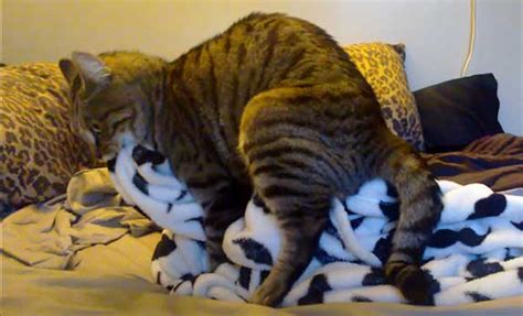 cat humping blanket|Cat Humping: Reasons Why a Neutered Cat Still Mounts .